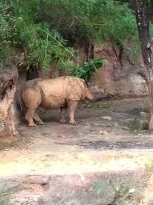 White Rhino at Animal Kingdom